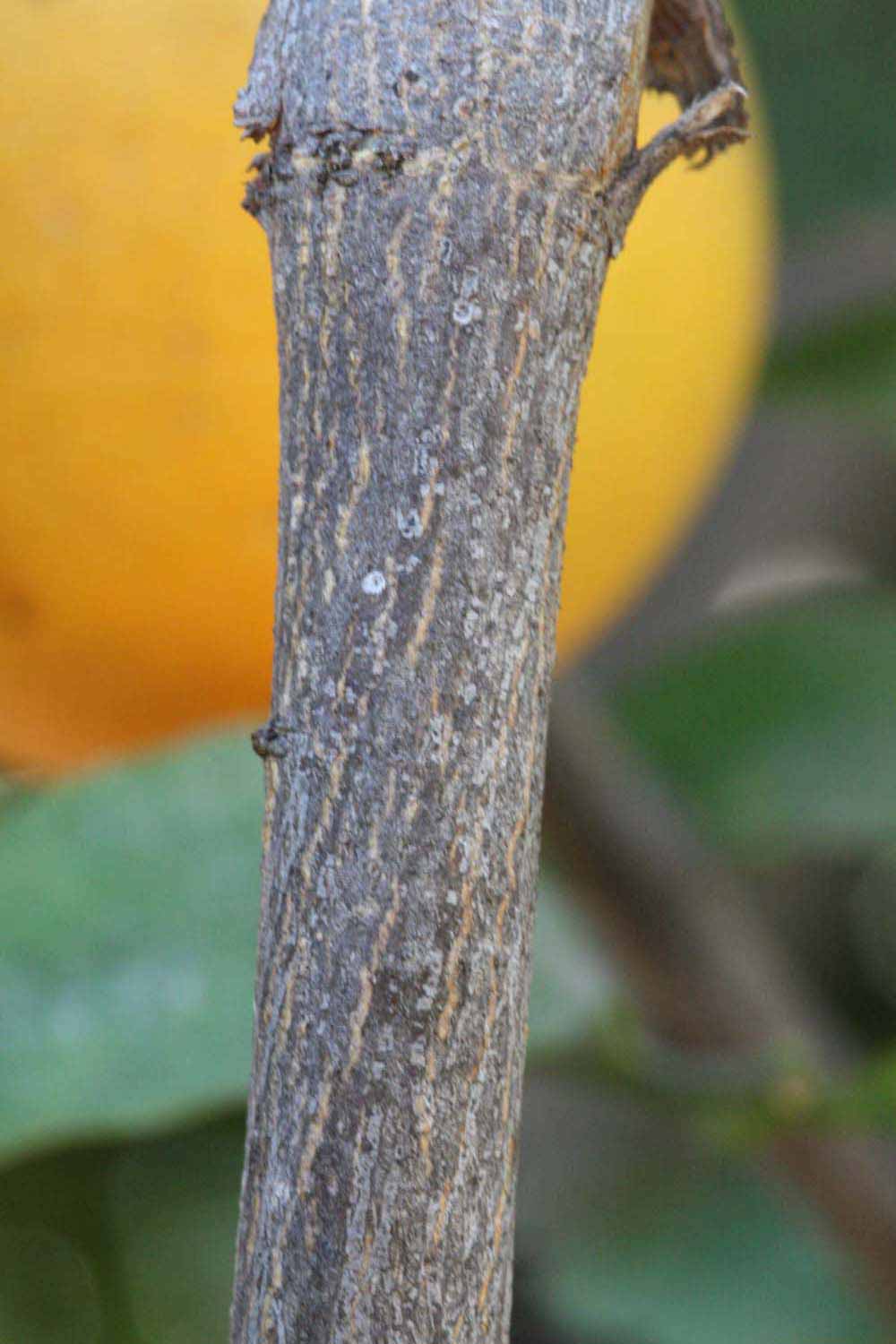              Second - third year twig (Riverside,   CA)       